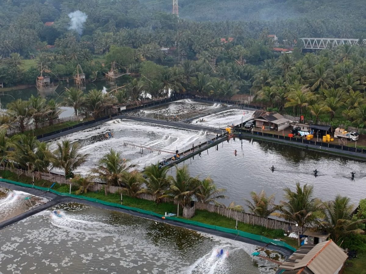 MVI_8760.00_00_05_08.Still102 Organic Vaname Indonesia Shrimp